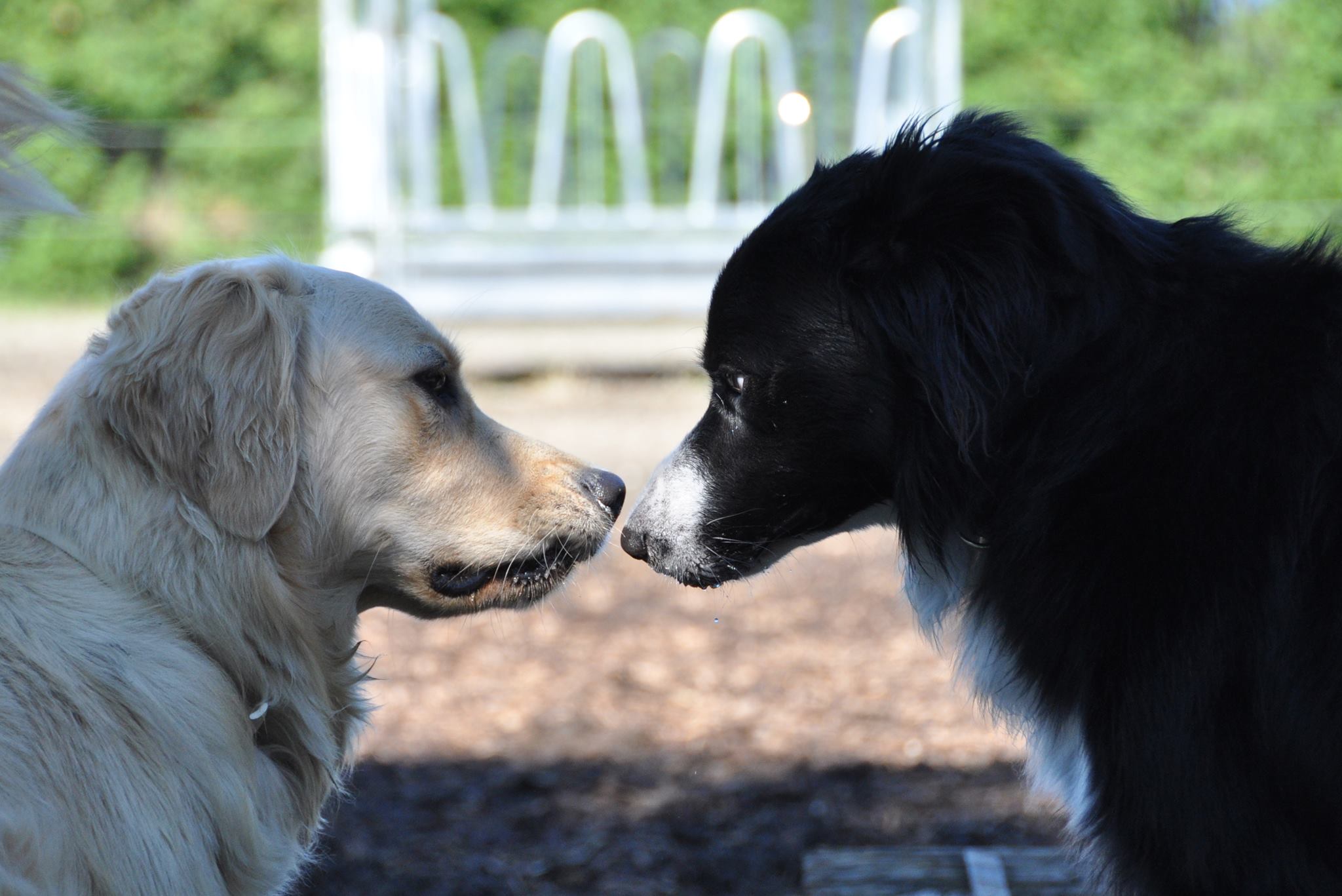 pensione per cani Rifugio del riccio