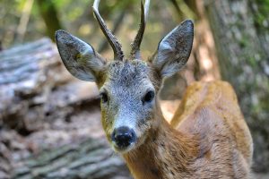 Capriolo