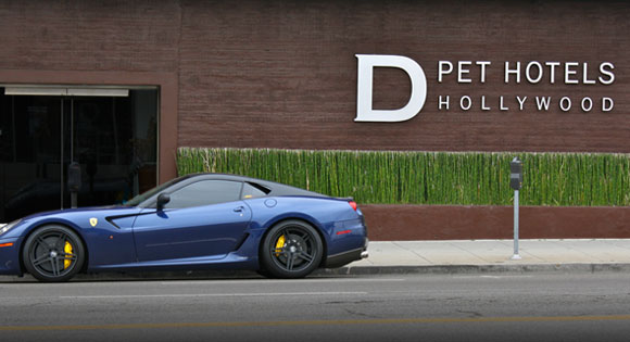 D Pets Hotel