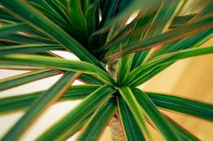 Dracaena fragrans