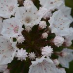 Kalmia