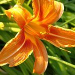 Lilium
