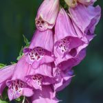 Digitalis purpurea