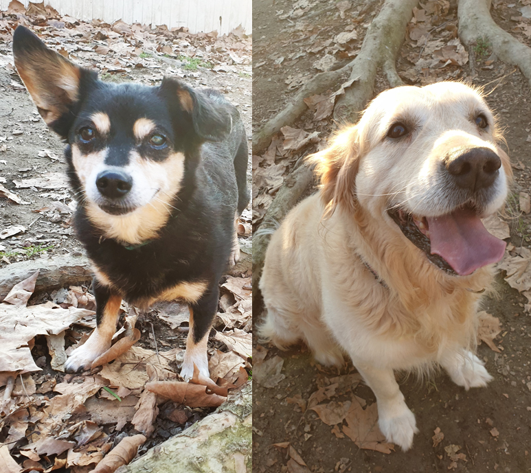 Leo e Siria