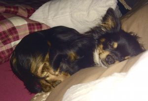 Schwarzthechihuahua