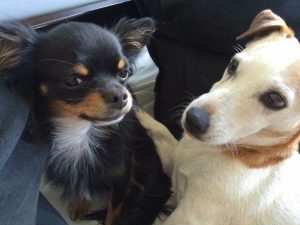 schwarzthechihuahua