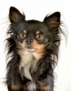 Schwarzthechihuahua
