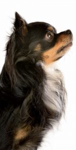 Schwarzthechihuahua