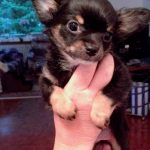 Schwarzthechihuahua