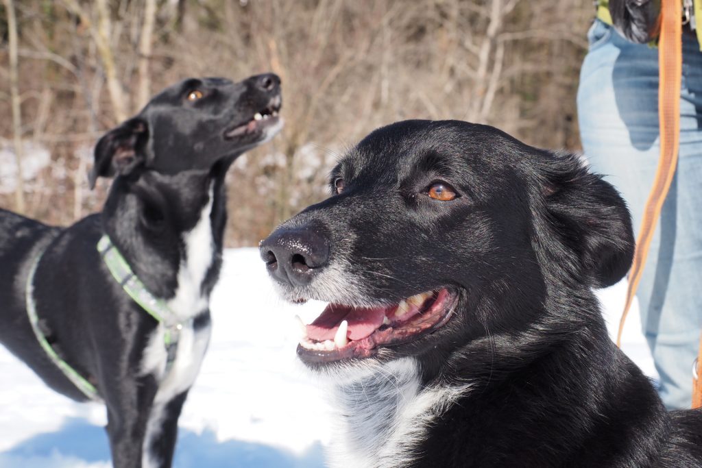 Paura dei cani 2
