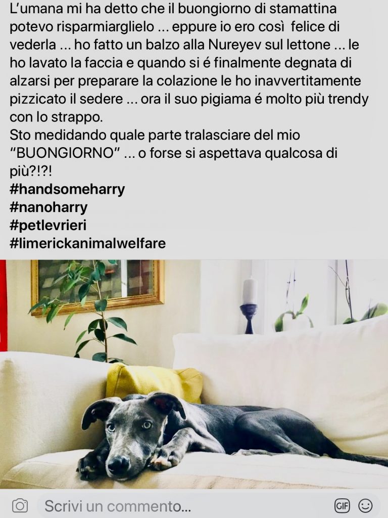 Harry cucciolo