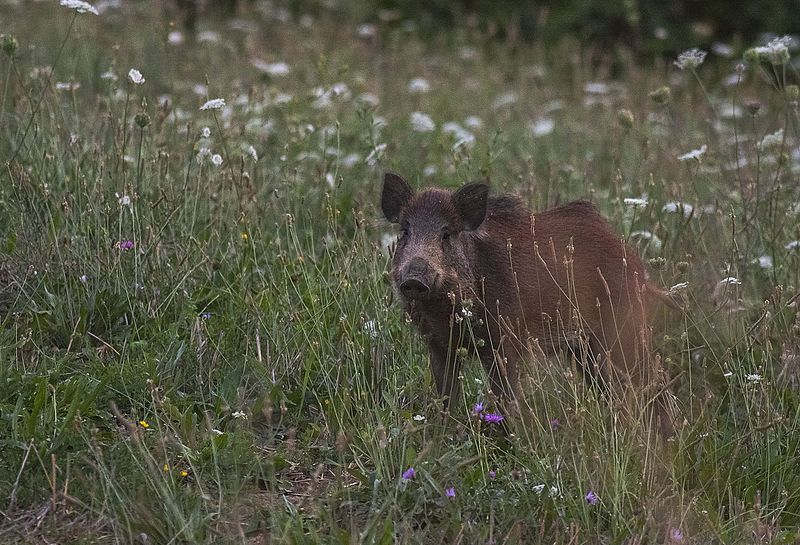 cinghiale