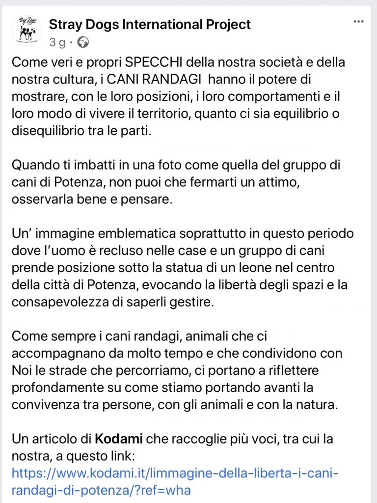 Stray Dogs International Project