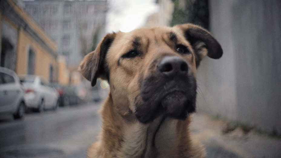 Stray