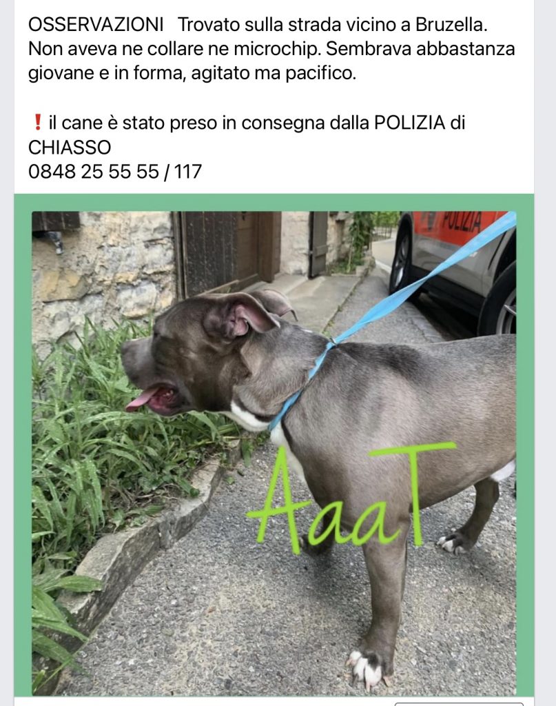 Pitbull Chiasso