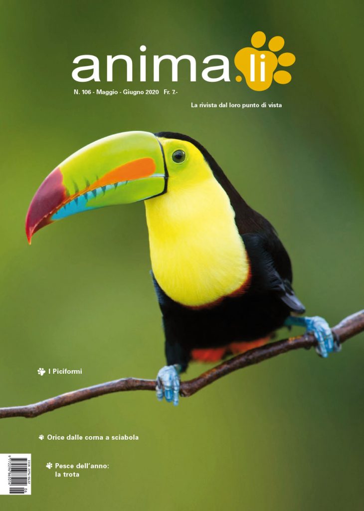 Animali copertina 106