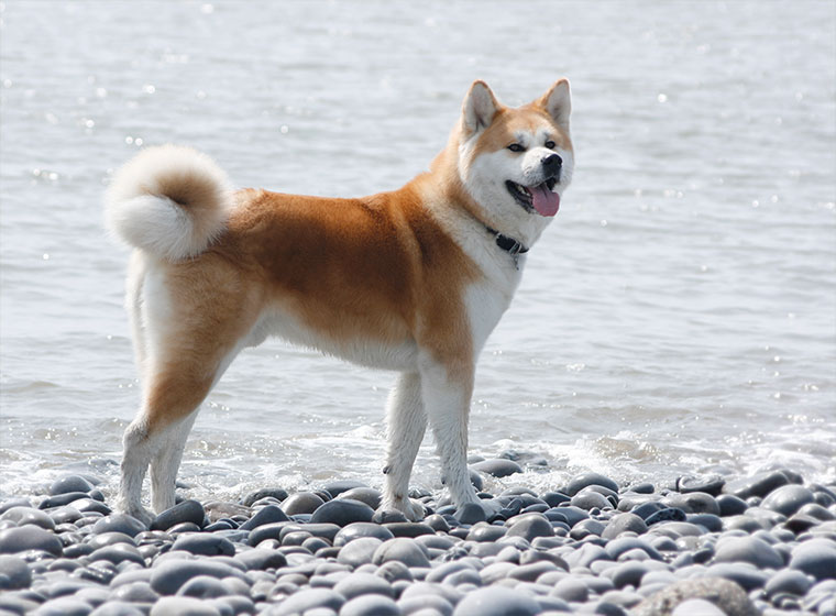 Akita Inu