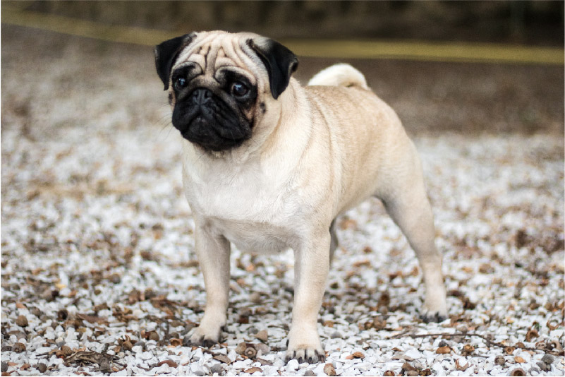 Carlino