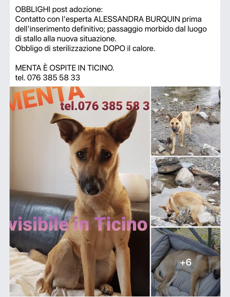 Menta cerca casa