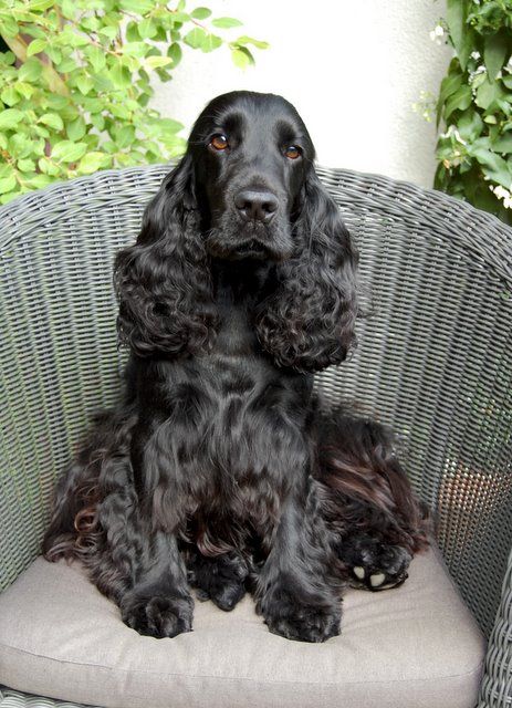 Cocker spaniel