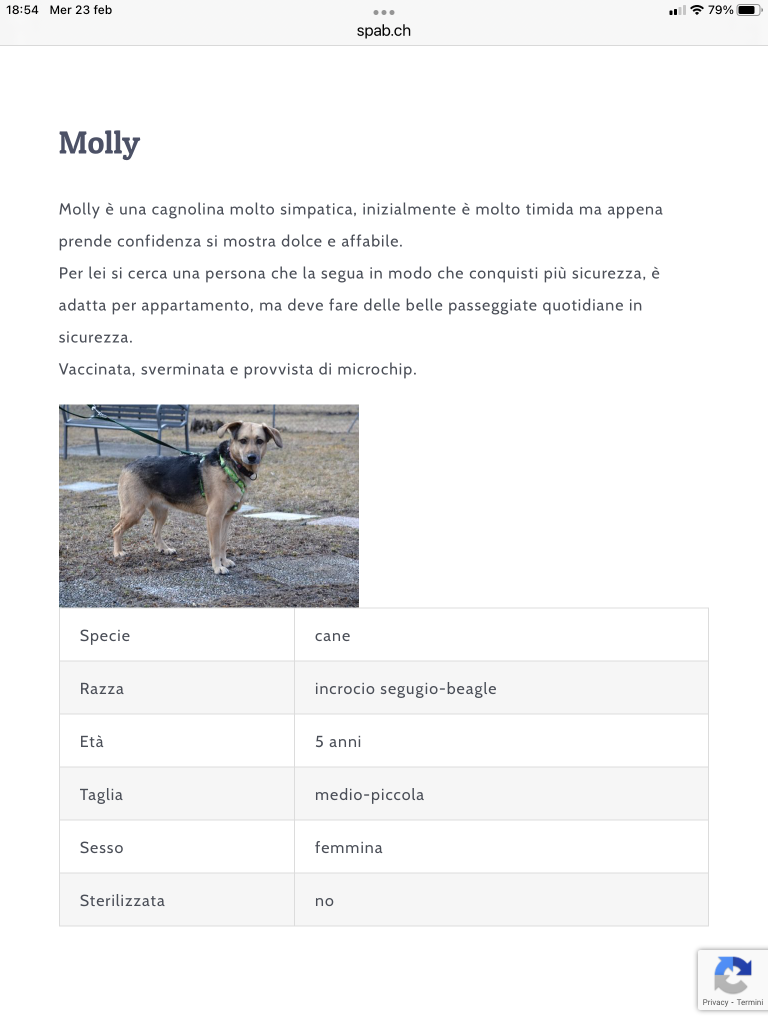 Molly SPAB