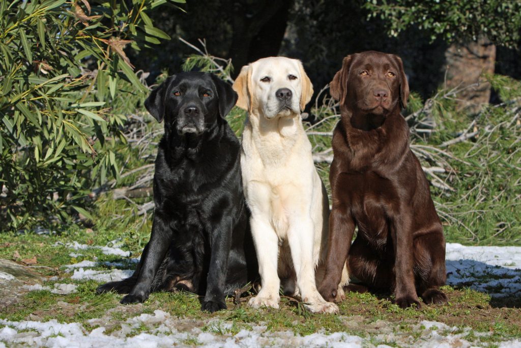 labrador