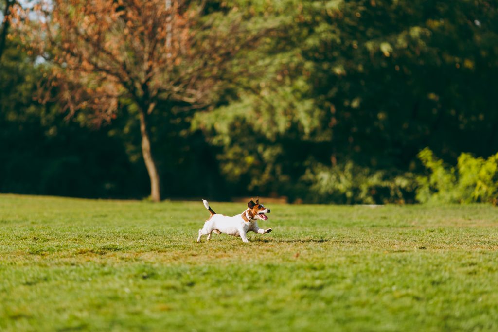 dog park