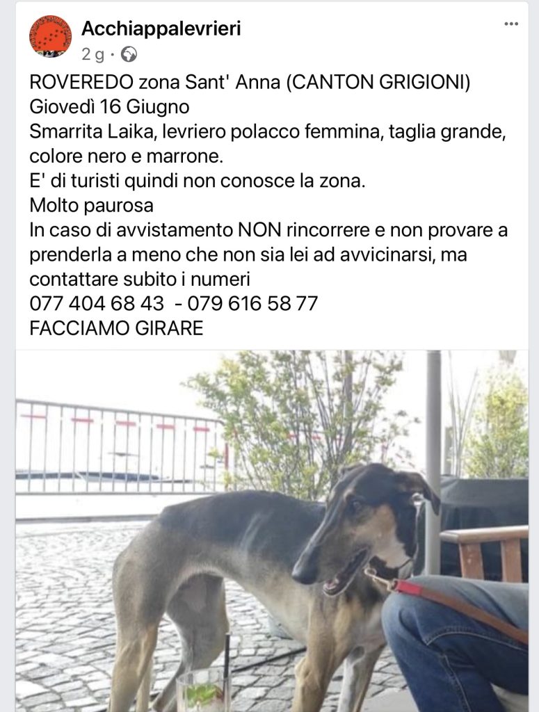 Laika smarrita