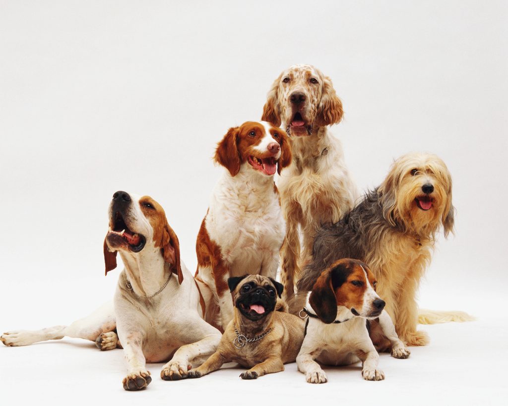 dog sitte