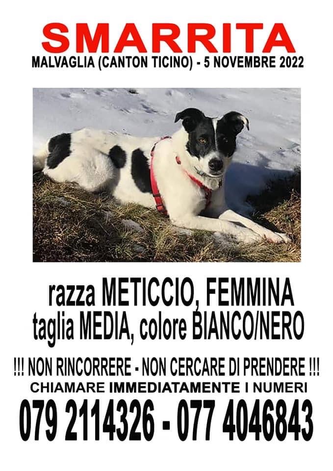 MAIDA SMARRITA