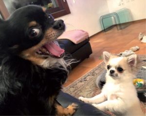 Schwarz the chihuahua