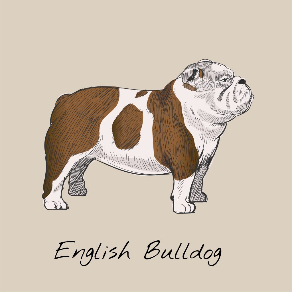 bulldog