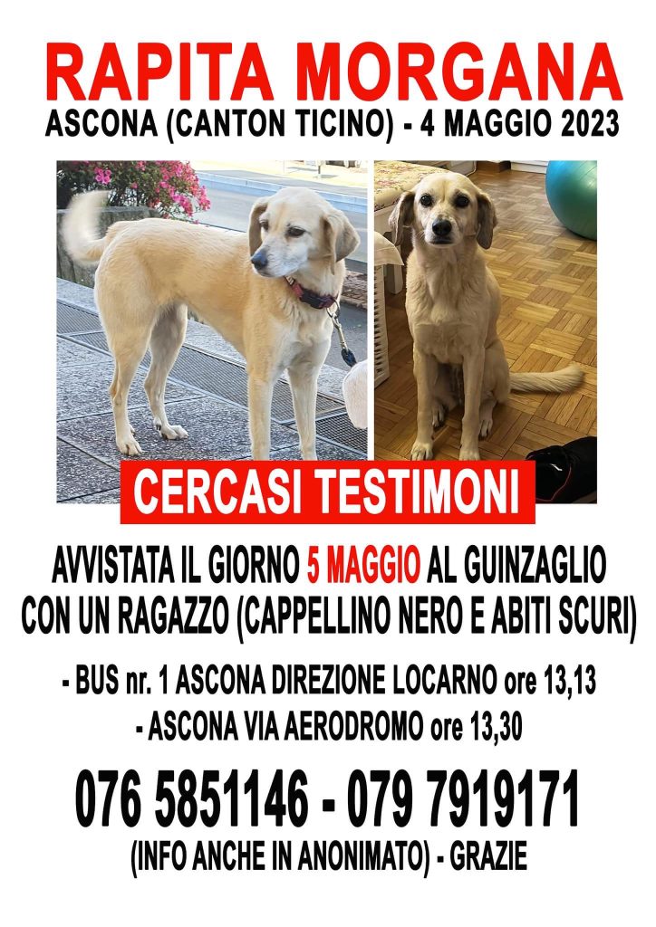 MORGANA Team Ricerca Cani Volontari