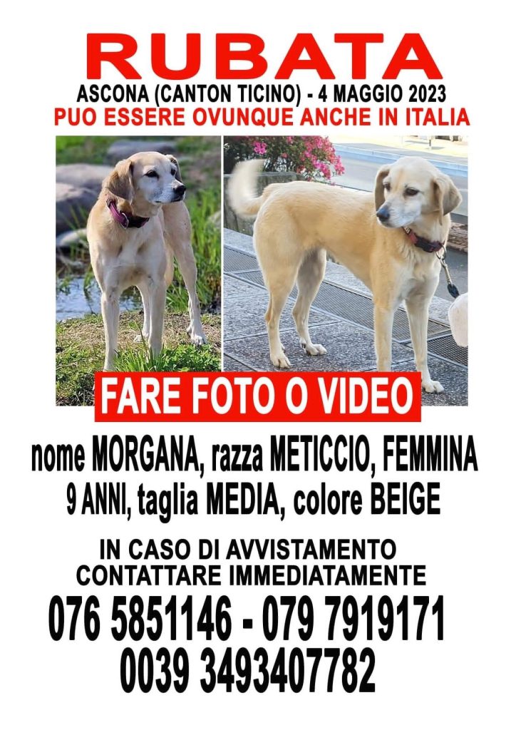 MORGANA Team Ricerca Cani Volontari