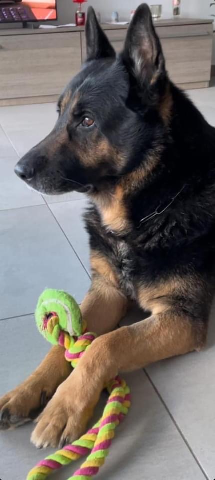 Leo cerca casa