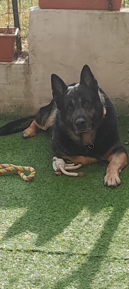 Leo cerca casa