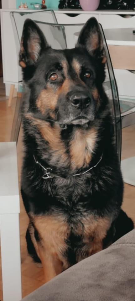 Leo cerca casa