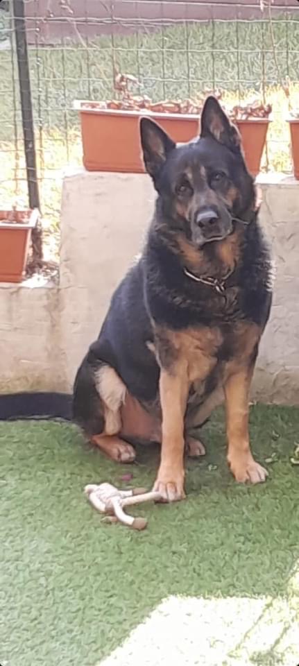 Leo cerca casa