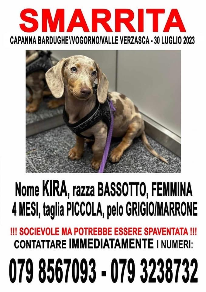 Kira Teamricercacani Ticino Volontari