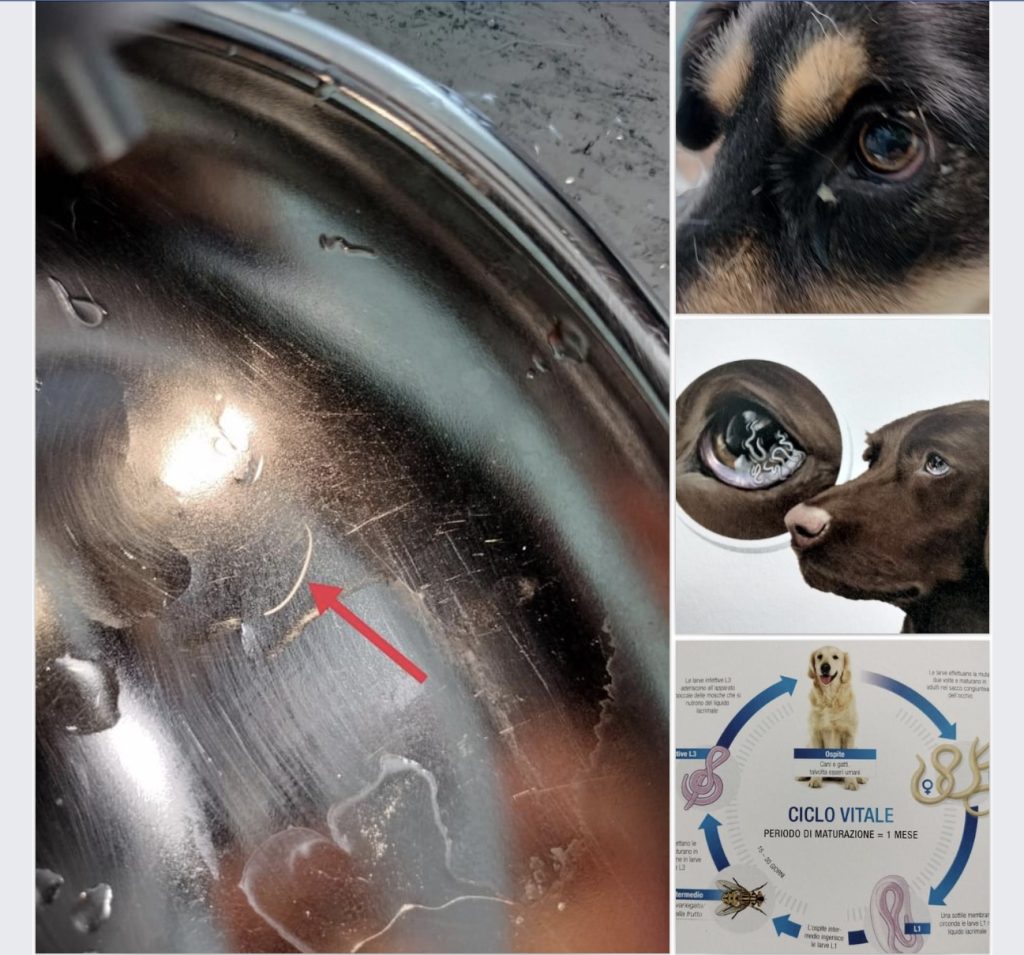 Thelazia Veterinario al Piano