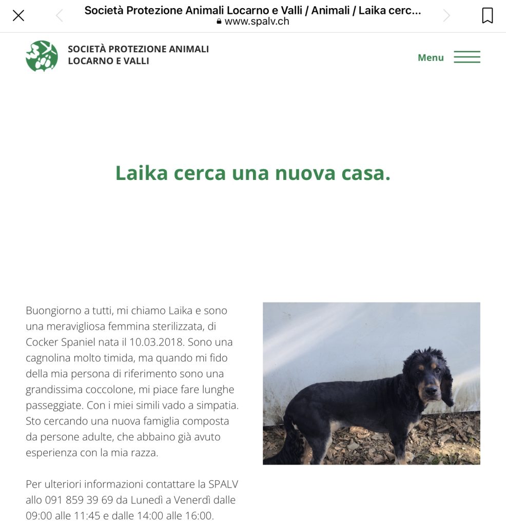 Laika cerca casa SPALV