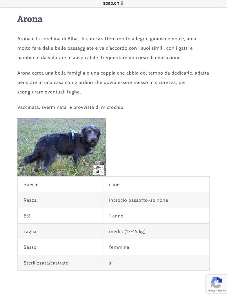 ARONA CERCA CASA SPAB