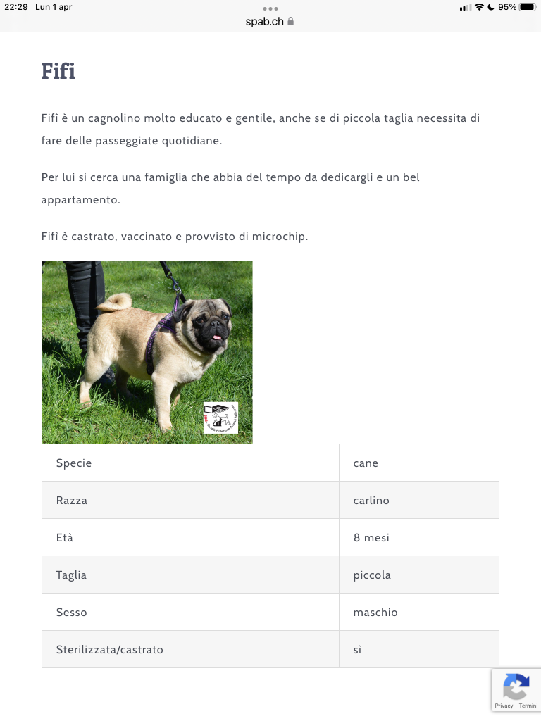 FIFI CERCA CASA SPAB