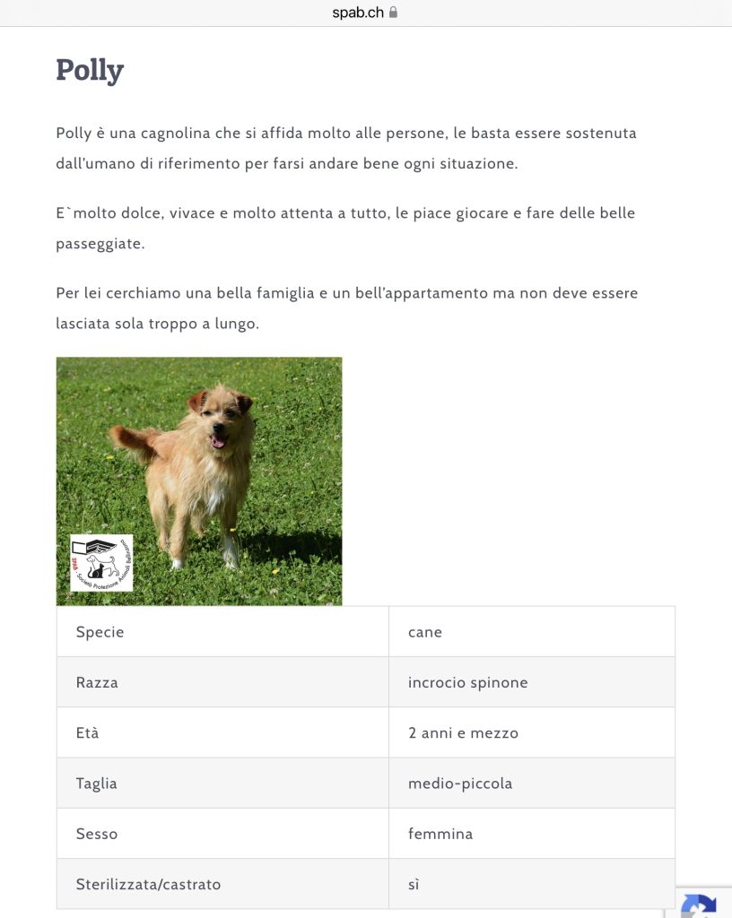 Polly cerca casa SPAB