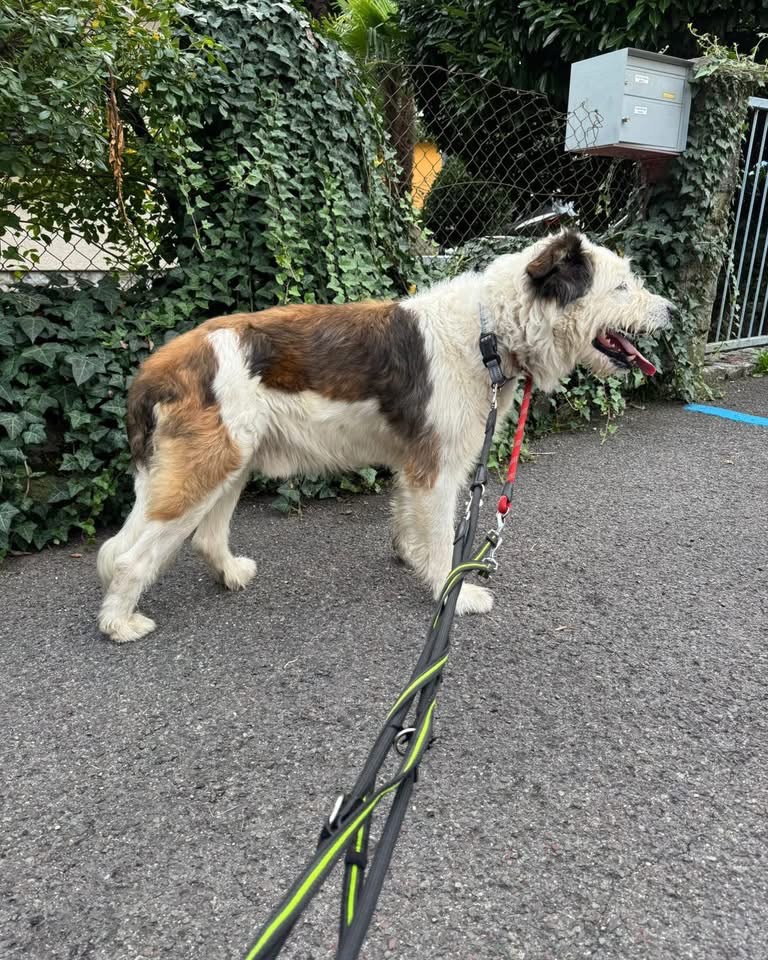 BALTO CERCA CASA CASA MARGHERITA