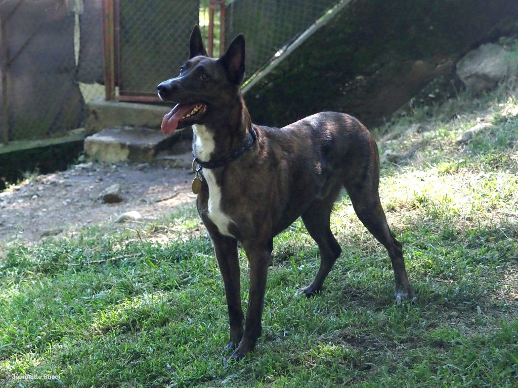 TOBY CERCA CASA RIFUGIO LA STAMPA